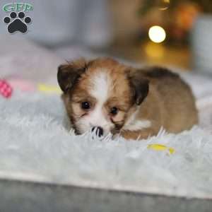 Billie, Miniature Australian Shepherd Mix Puppy